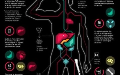 Procés metabòlic de les begudes de Cola