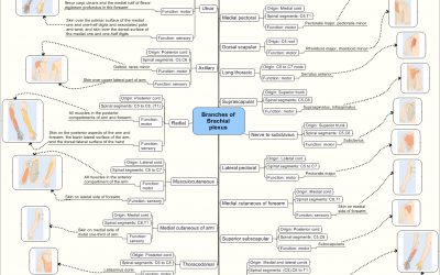 Interessant esquema sobre les branques del plexe braquial